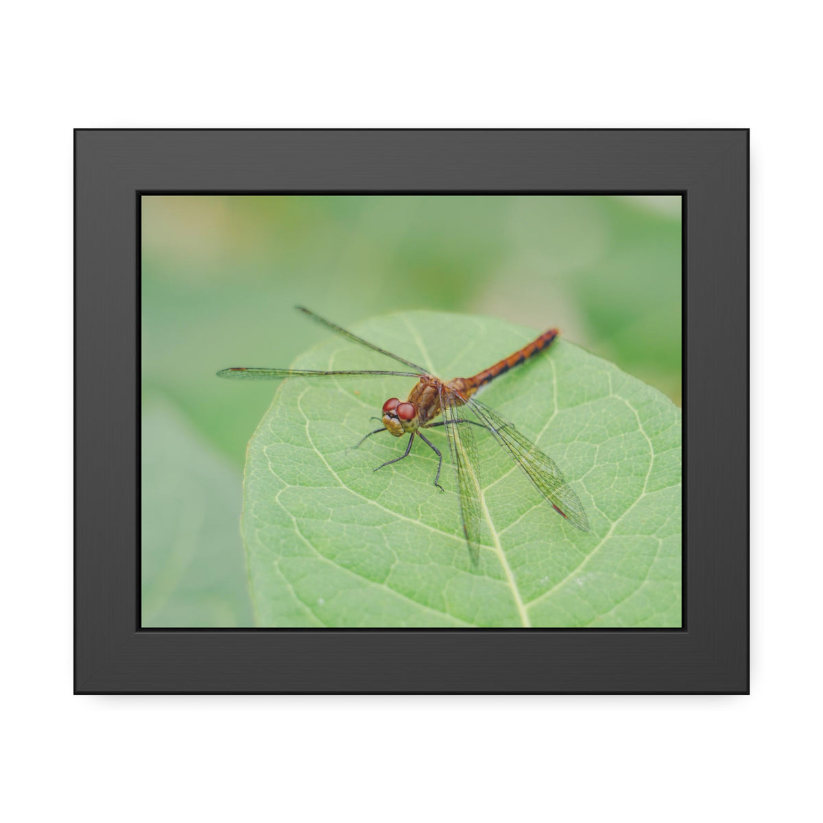 Dragonfly Poses on Leaf Framed Print | Nature Photography