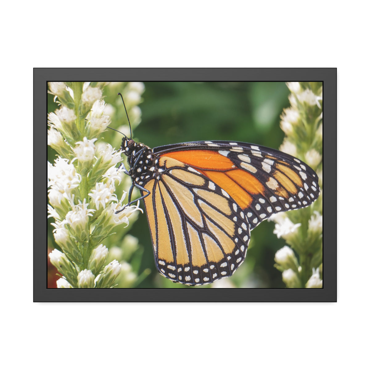 Monarch Butterfly in Garden Framed Print | Nature Photography