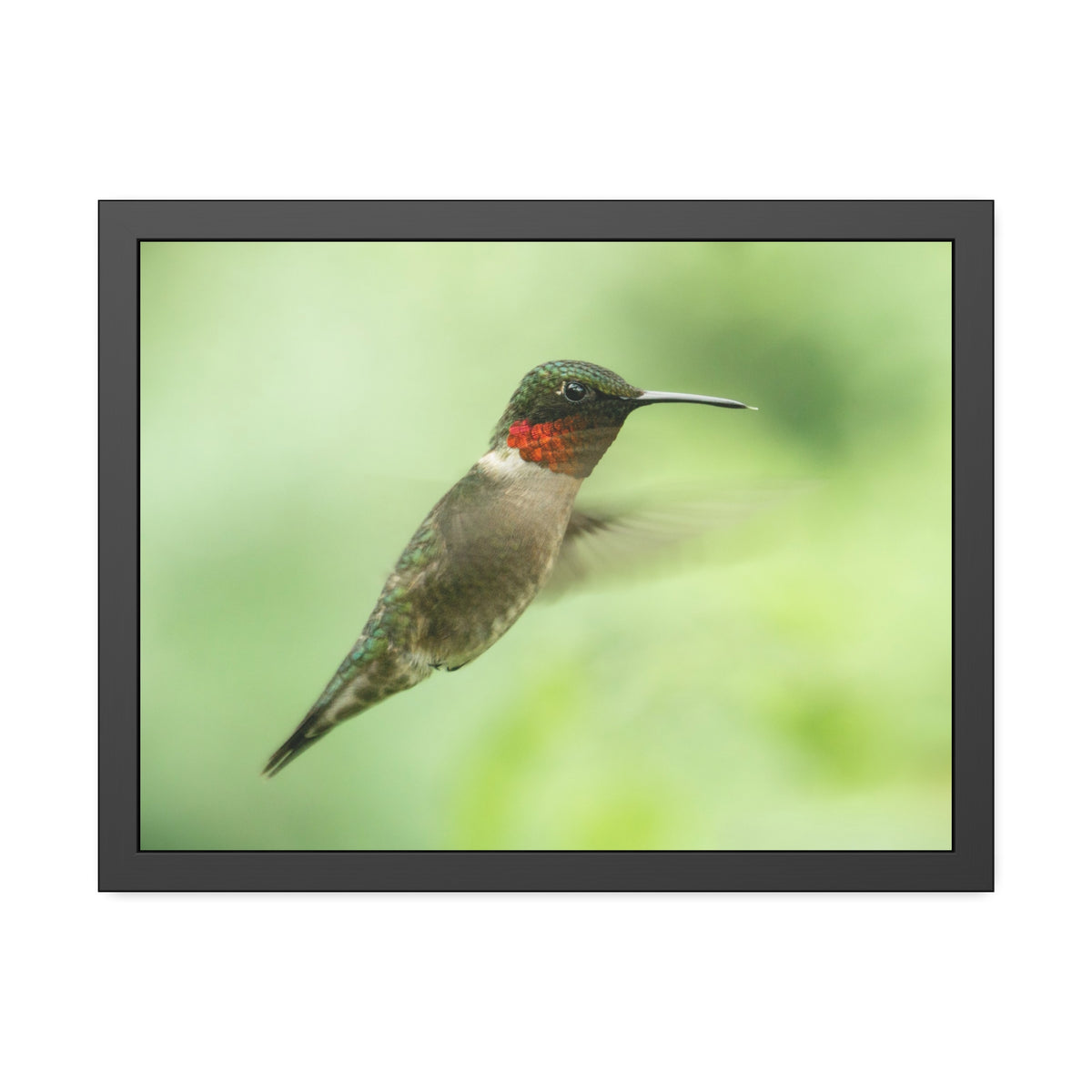 Hummingbird In-Flight Framed Print | Nature Photography