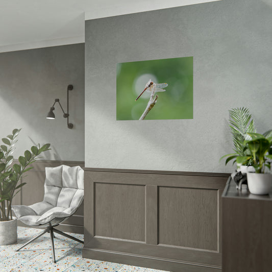 Dramatic Dragonfly Fine Art Print