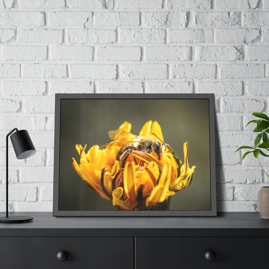 Macro Bee Pollinating Dandelion Framed Print | Nature Photography