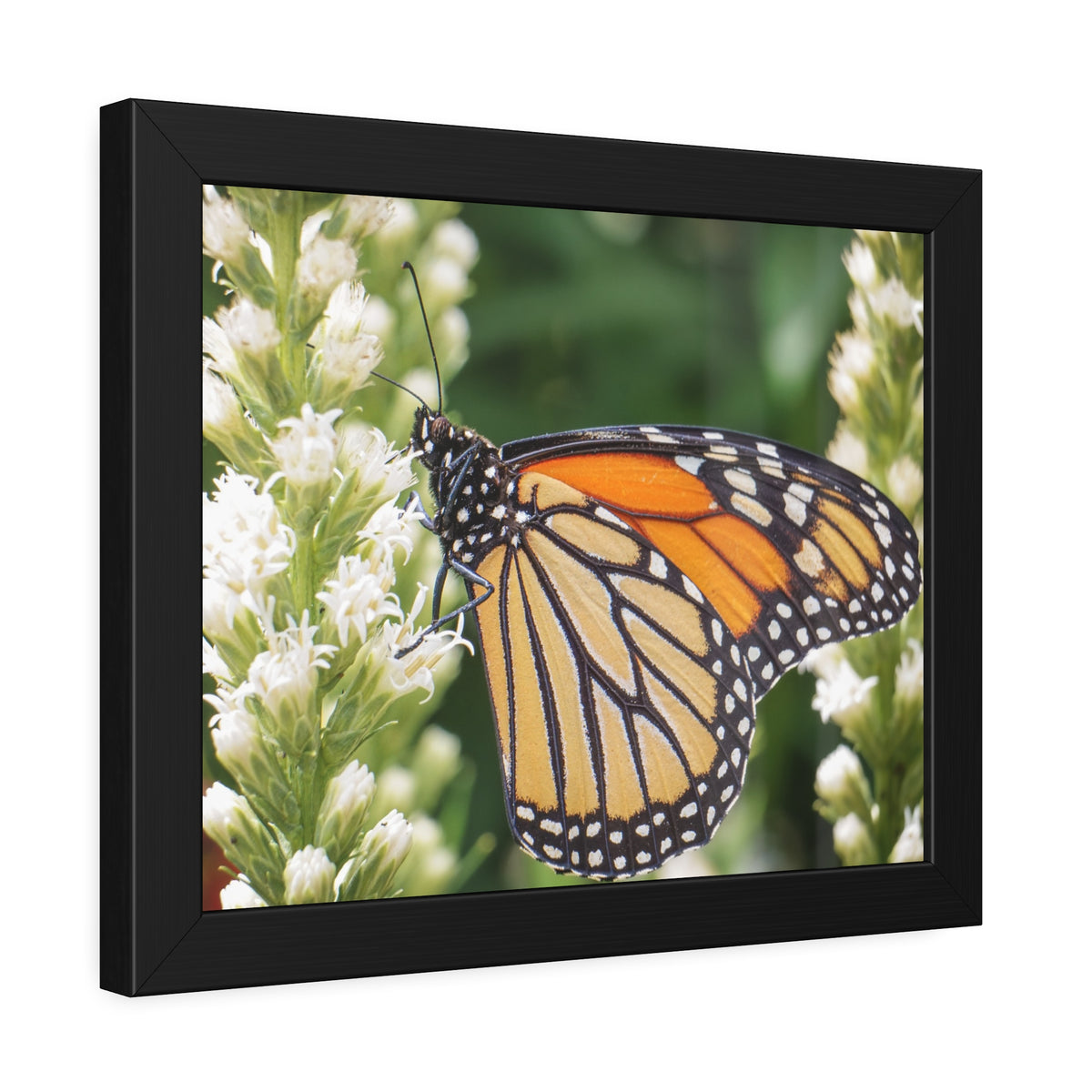 Monarch Butterfly in Garden Framed Print | Nature Photography