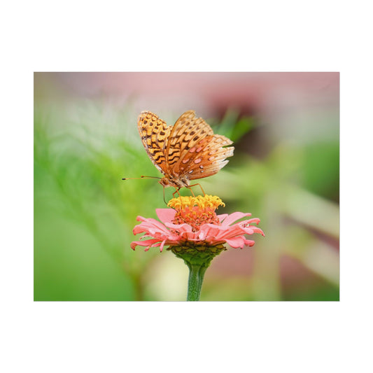 Fritillary Butterfly on Zinnia Fine Art Print | Macro Bugs
