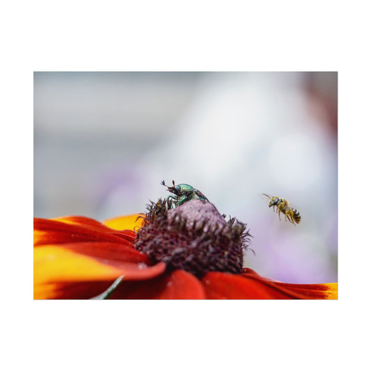 Japanese Beetle and Honey Bee Fine Art Print | Macro Bugs