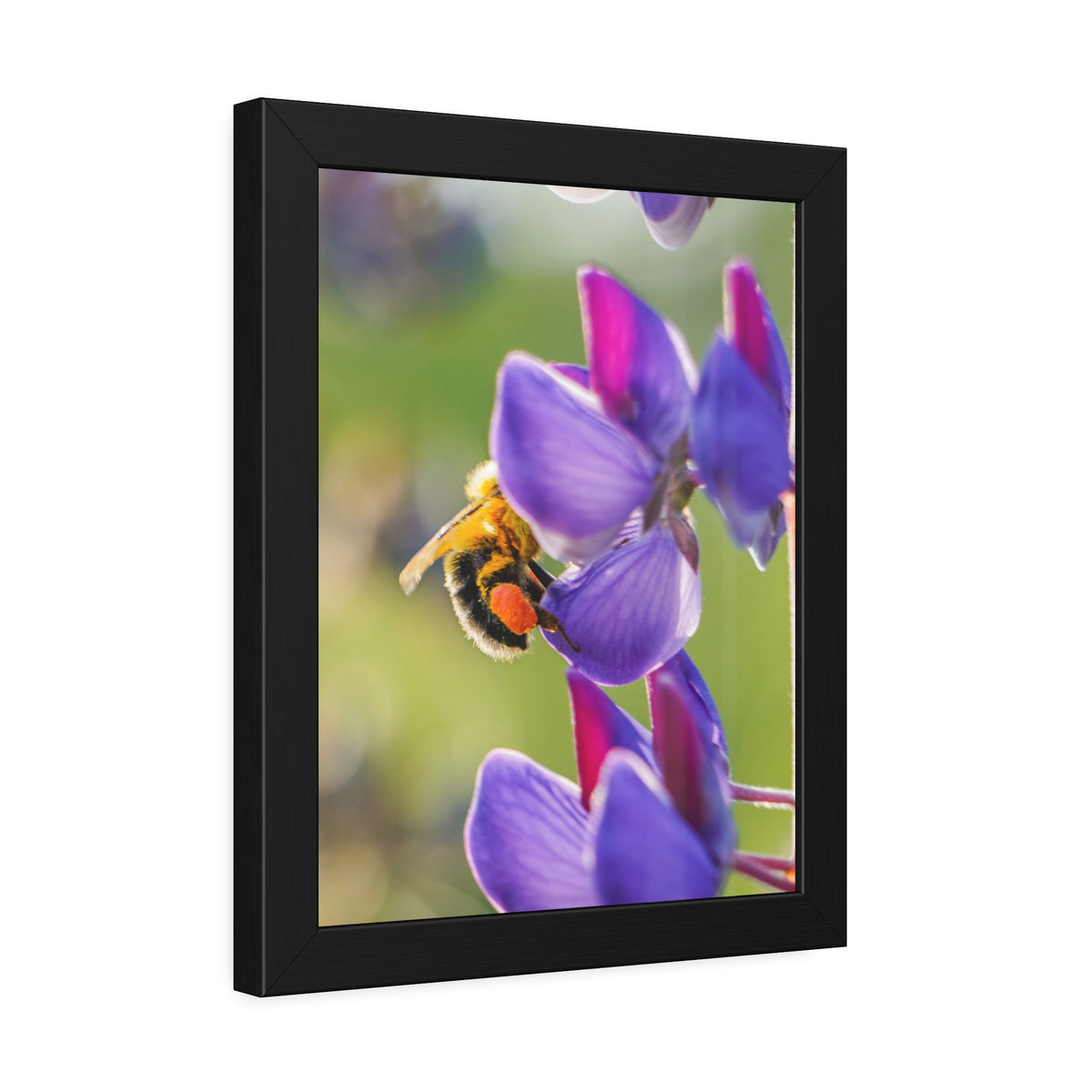 Bumble Bee Pollinates Lupine Flowers Framed Print | Nature Photography