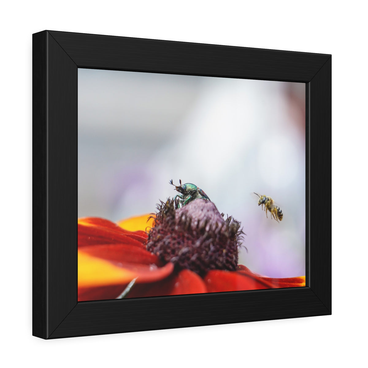 Japanese Beetle and Honey Bee Framed Print | Nature Photography