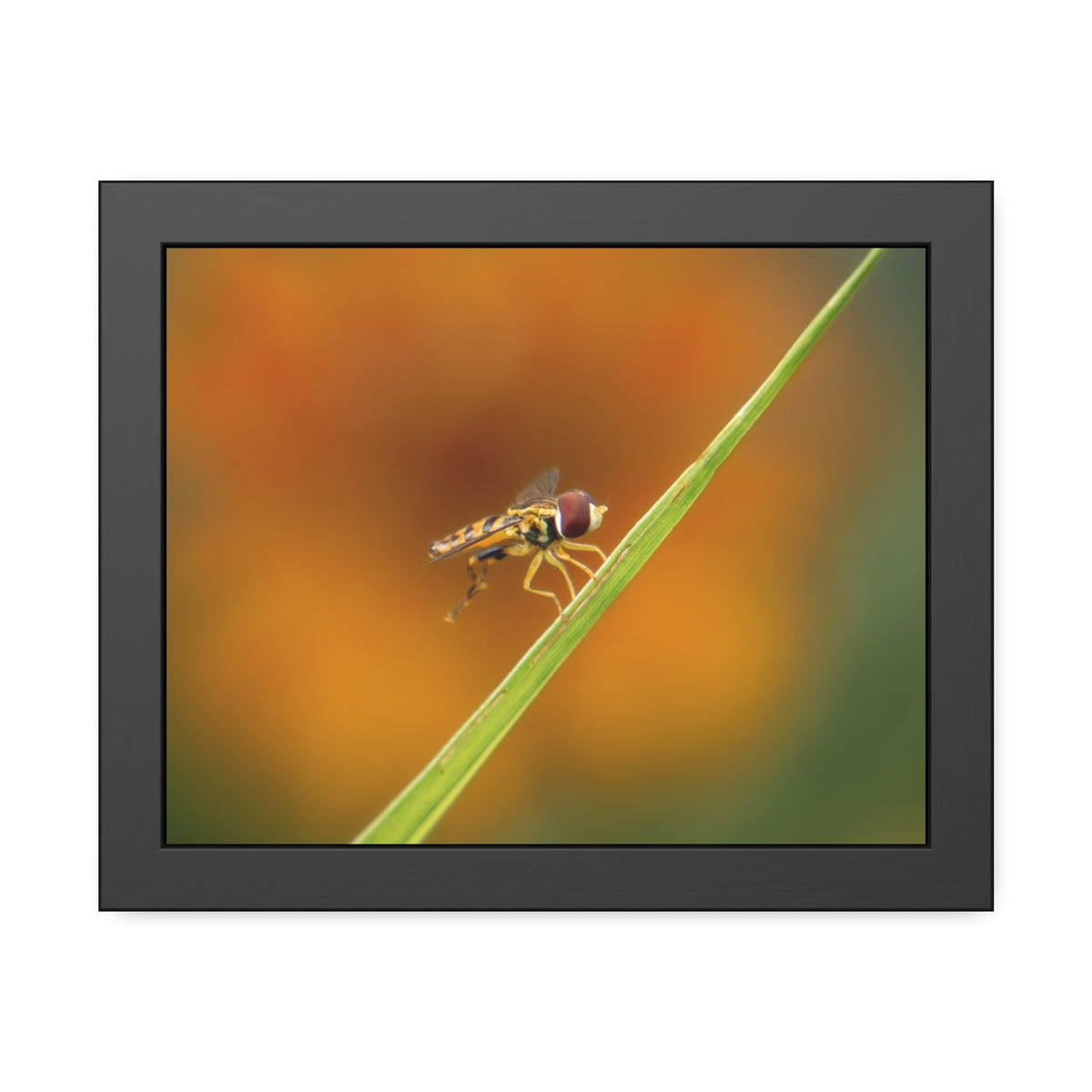 Flower Fly Super Macro Framed Print | Nature Photography