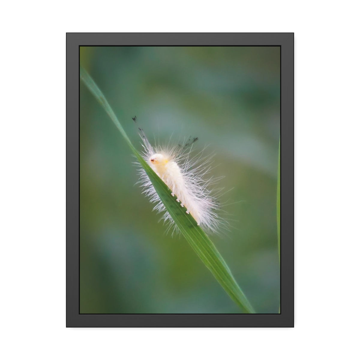 Fuzzy Feets Caterpillar Framed Print | Nature Photography