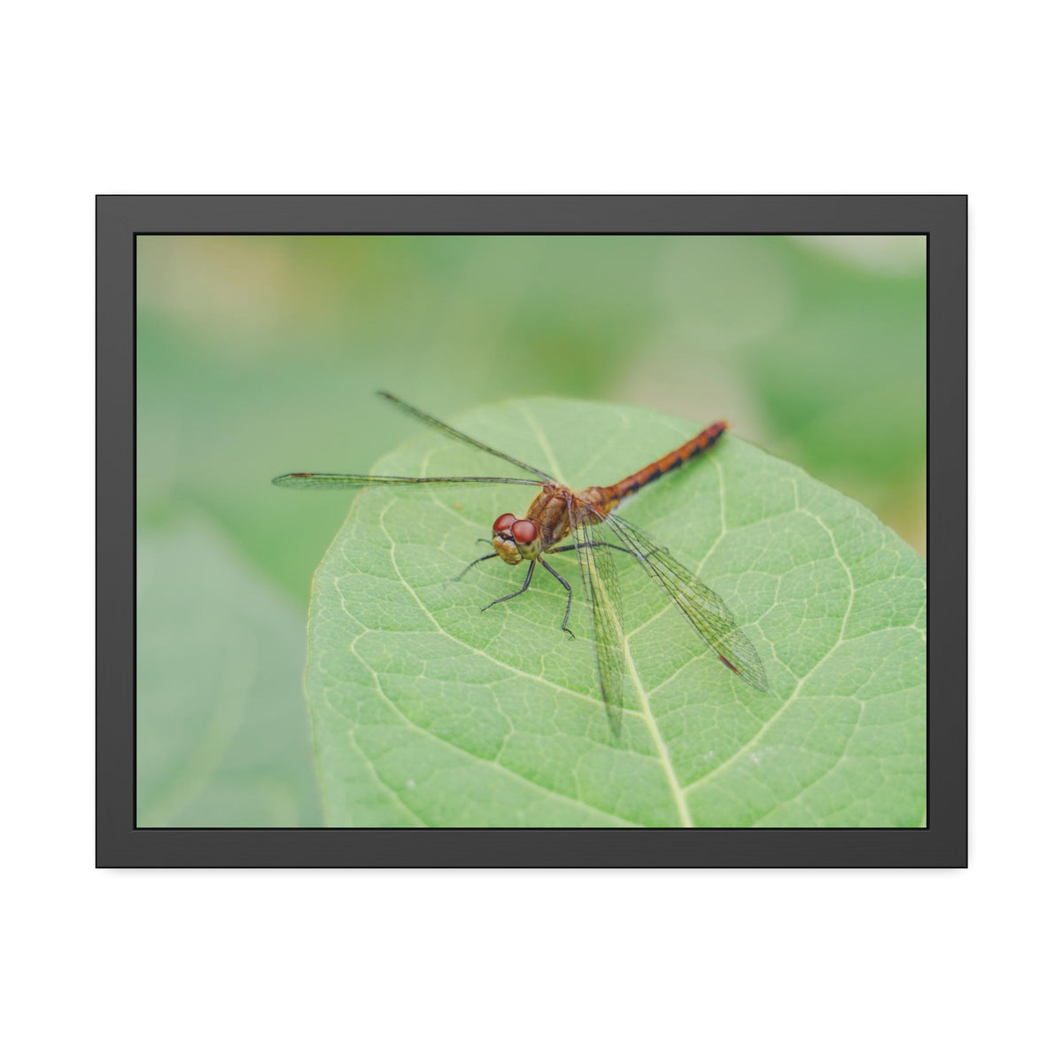 Dragonfly Poses on Leaf Framed Print | Nature Photography