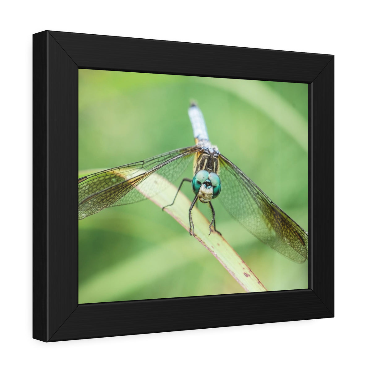 Macro Dragonfly Eyes Framed Print | Nature Photography