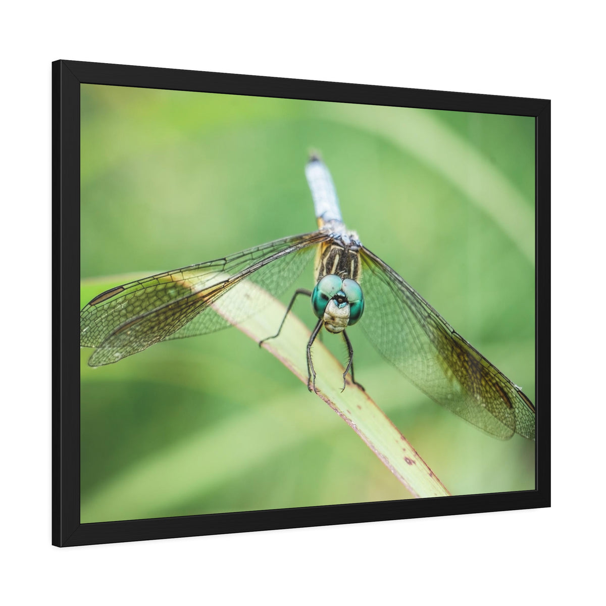 Macro Dragonfly Eyes Framed Print | Nature Photography