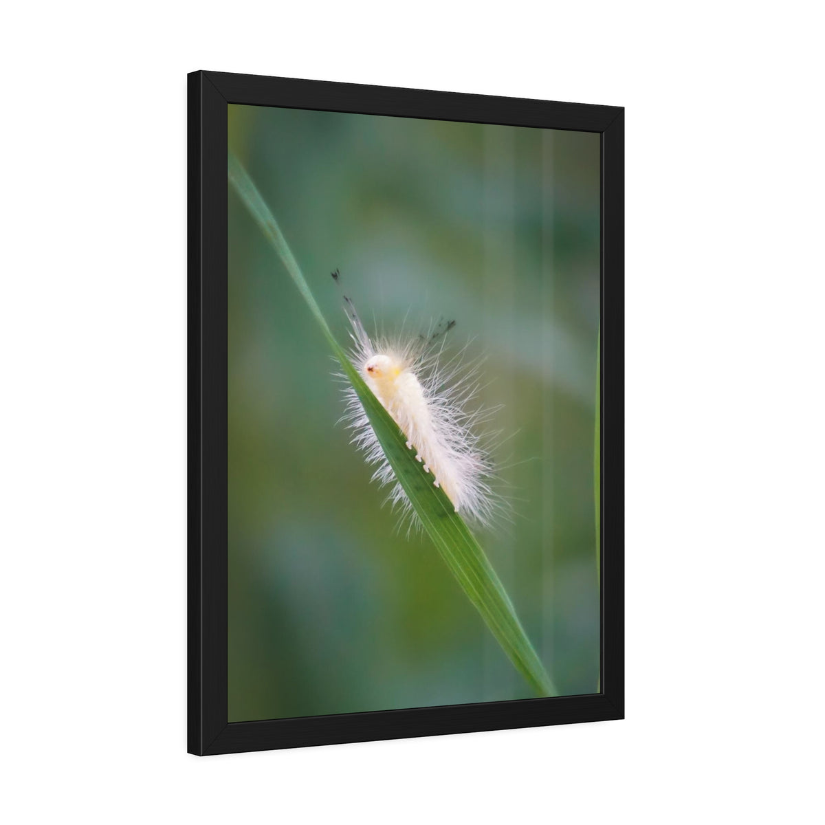 Fuzzy Feets Caterpillar Framed Print | Nature Photography