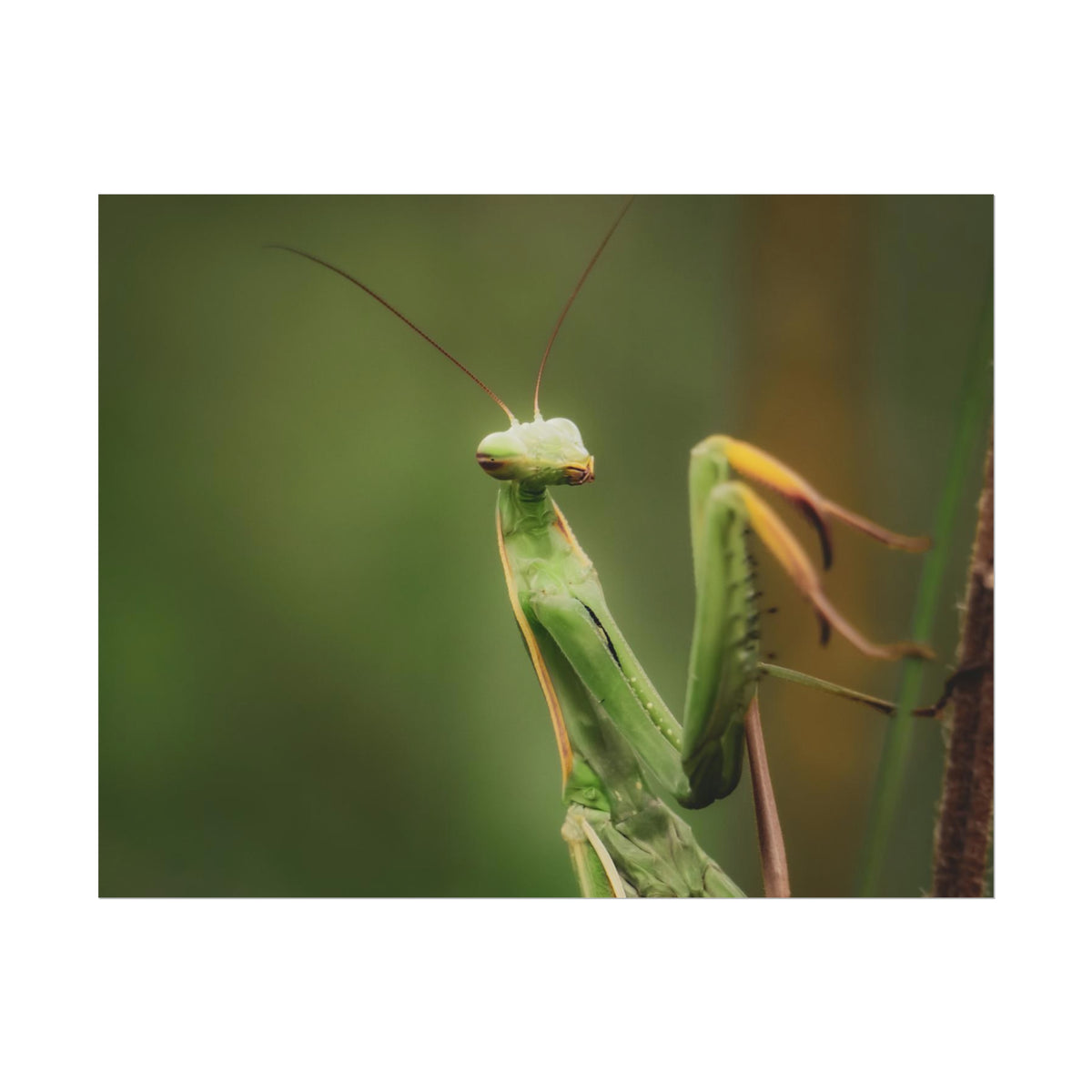 Majestic Mantis Fine Art Print