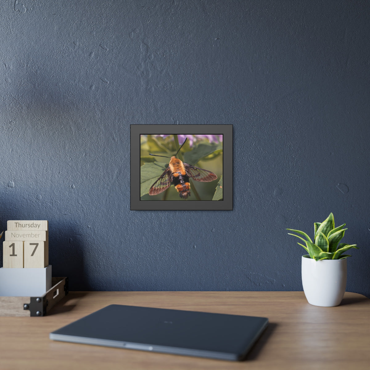 Sleeping Hummingbird Moth Framed Print | Nature Photography