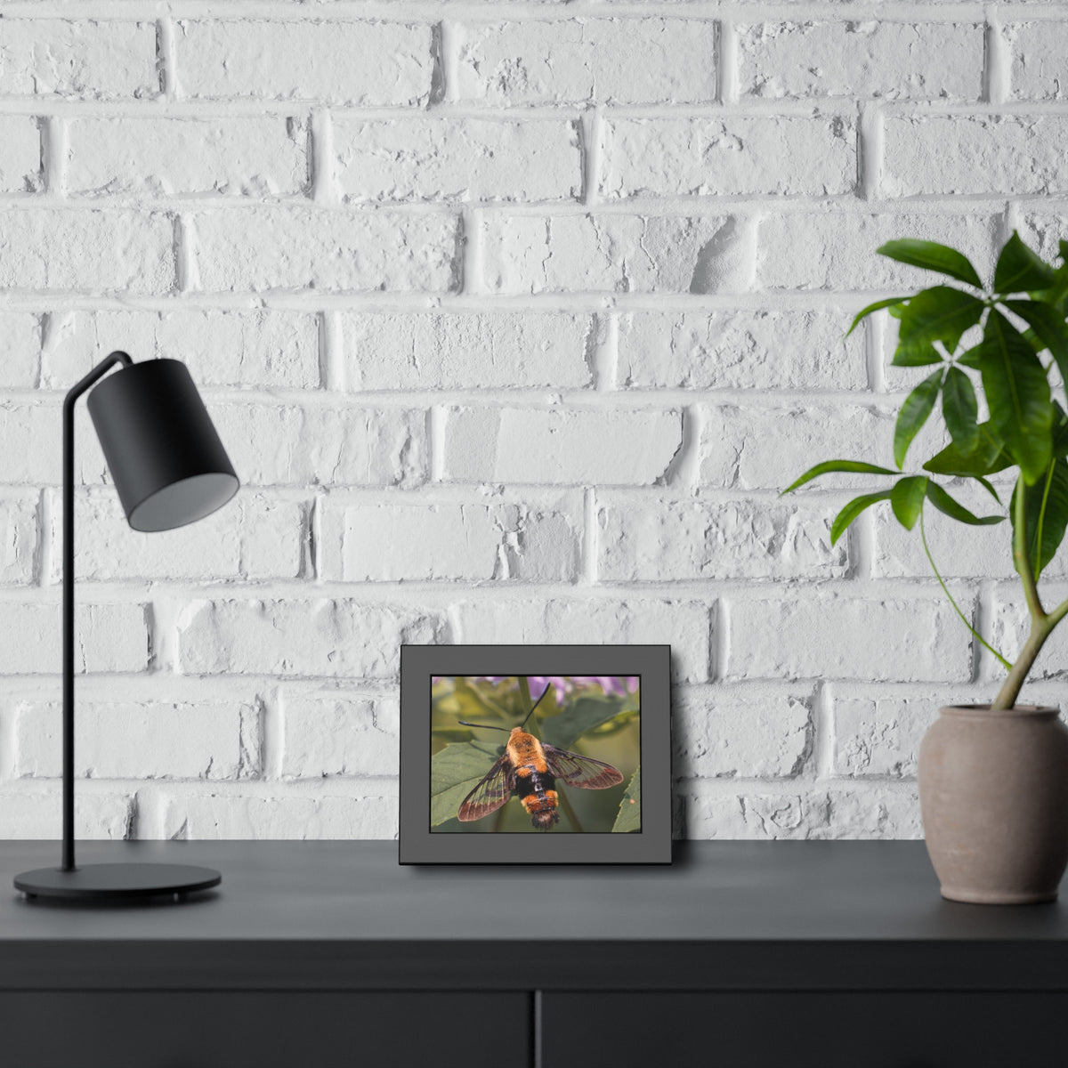 Sleeping Hummingbird Moth Framed Print | Nature Photography