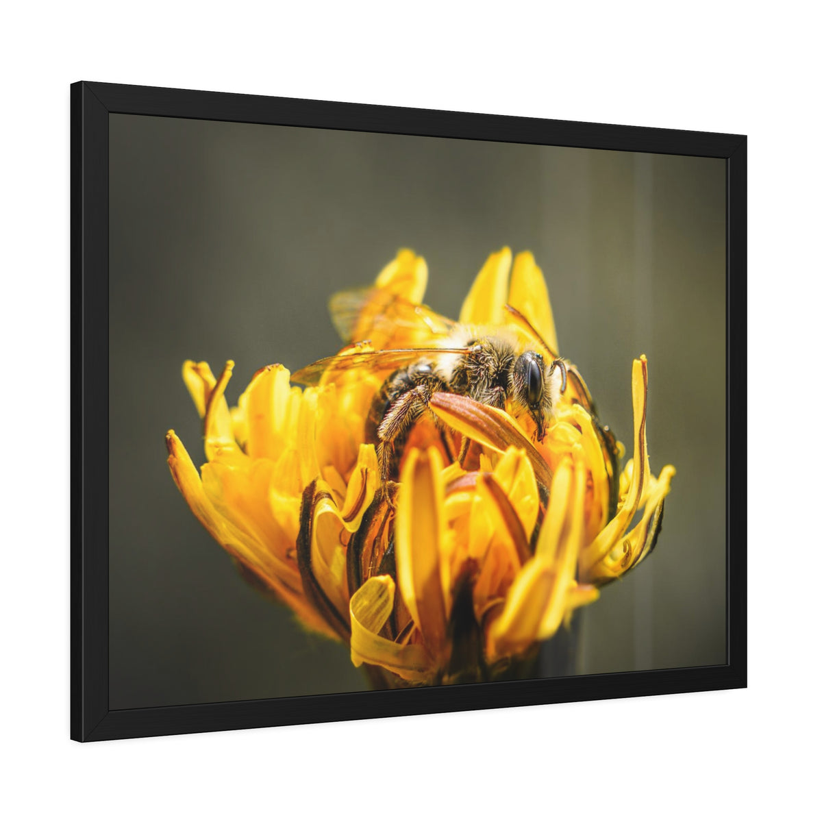 Macro Bee Pollinating Dandelion Framed Print | Nature Photography