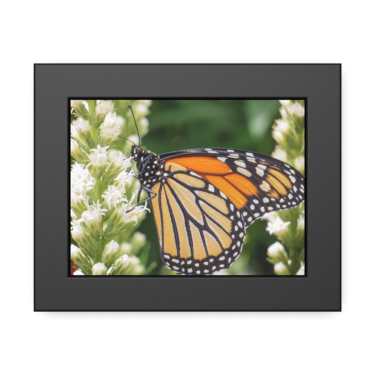 Monarch Butterfly in Garden Framed Print | Nature Photography