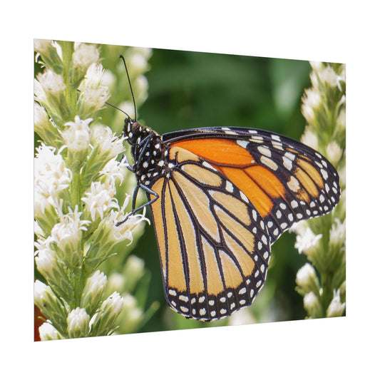 Monarch Butterfly in Garden Fine Art Print | Macro Bugs