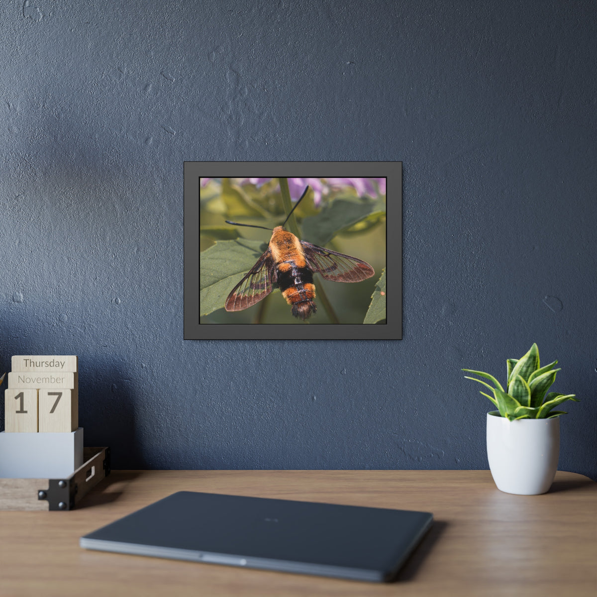 Sleeping Hummingbird Moth Framed Print | Nature Photography