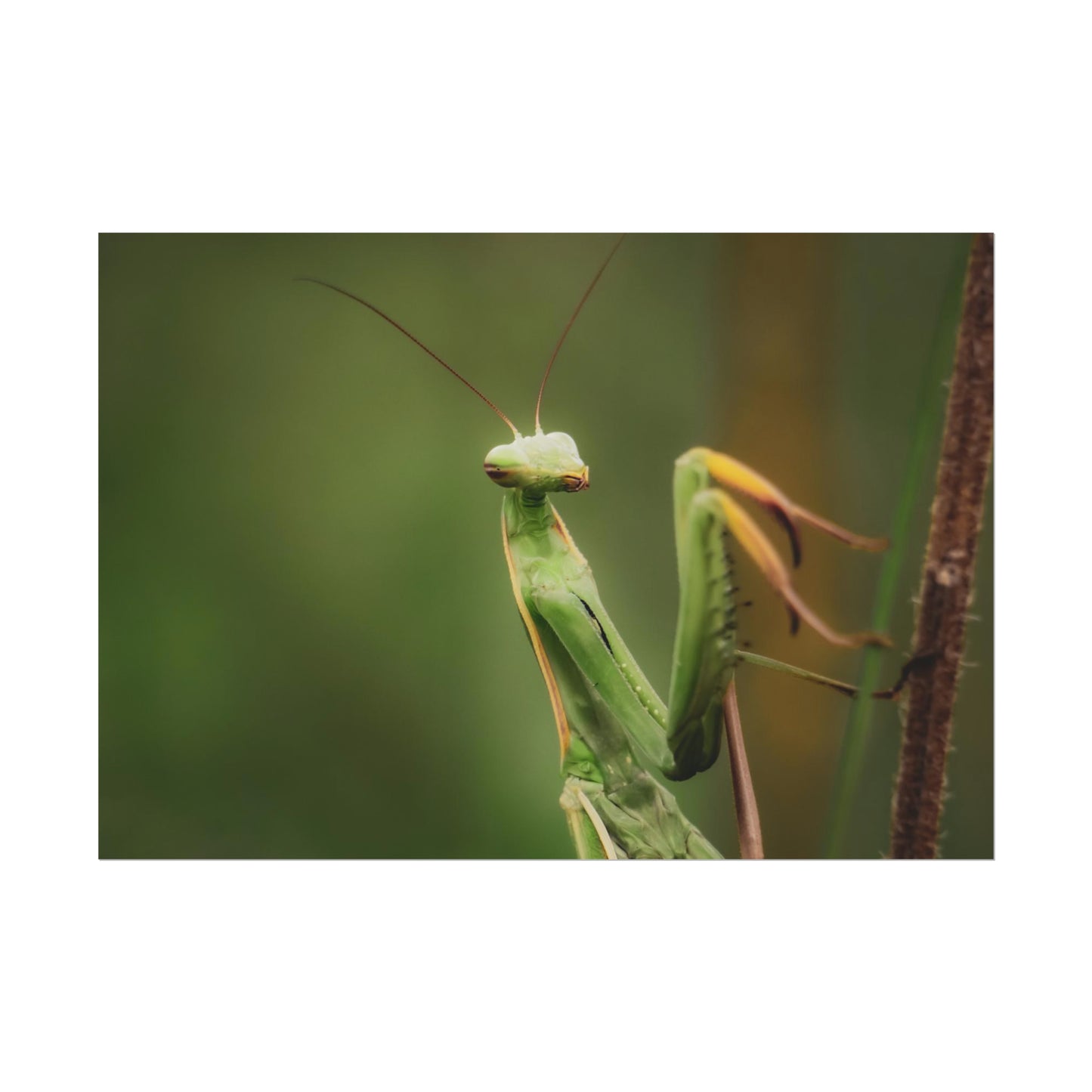 Majestic Mantis Fine Art Print