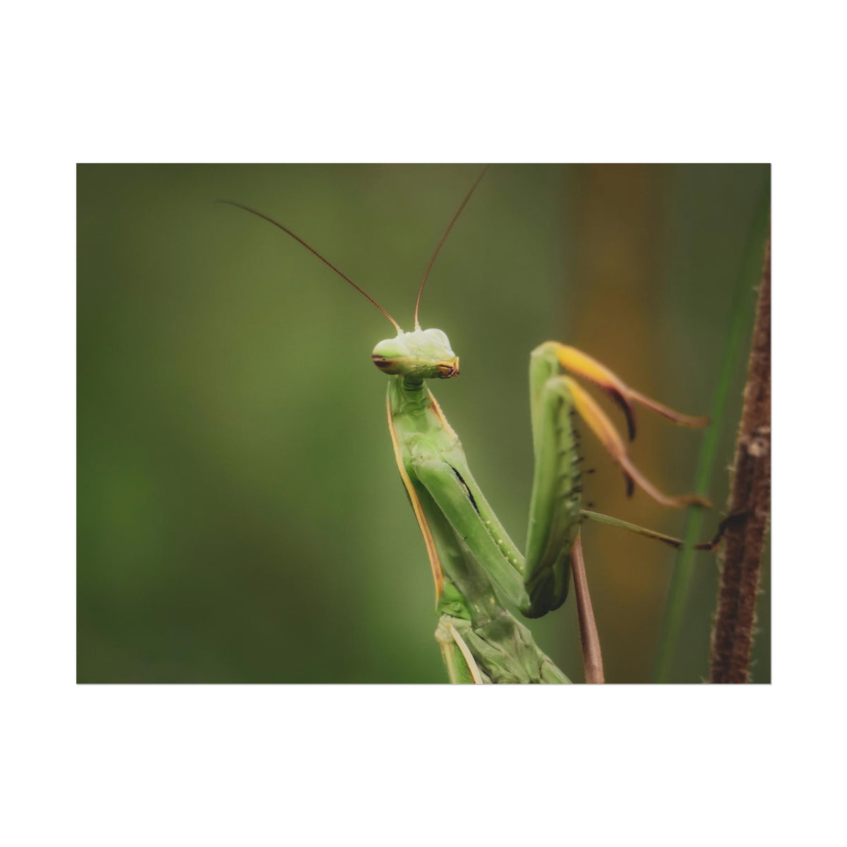 Majestic Mantis Fine Art Print