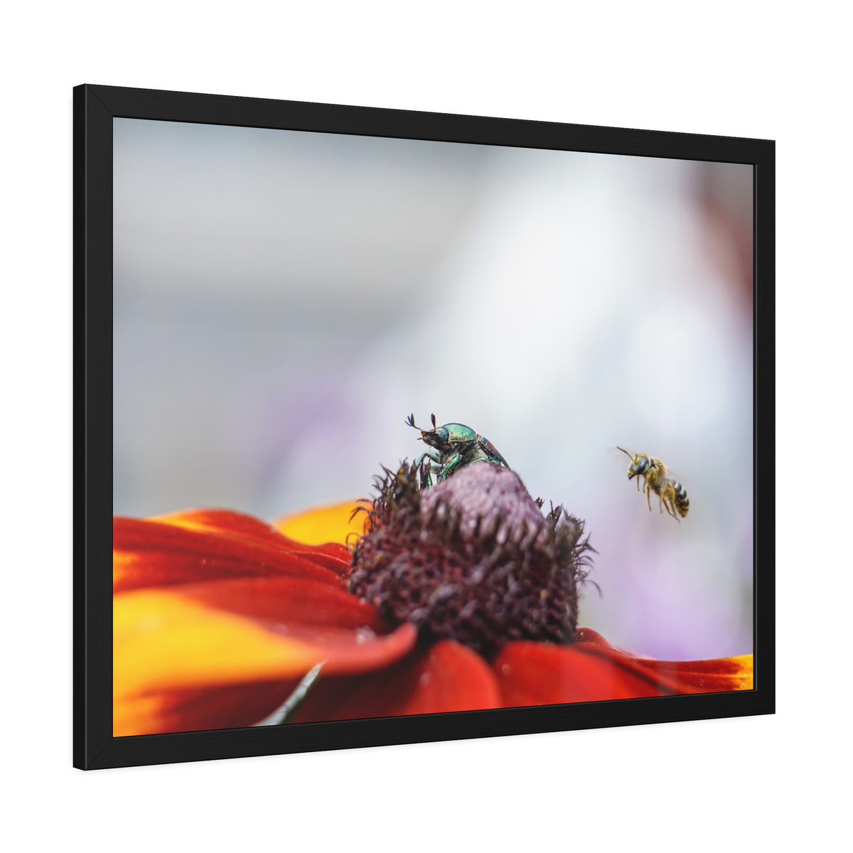 Japanese Beetle and Honey Bee Framed Print | Nature Photography