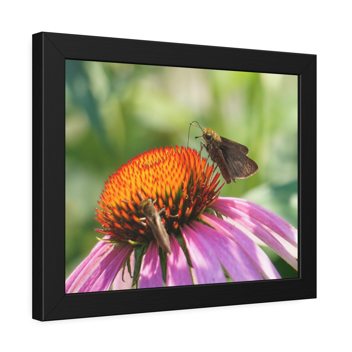 Little Glassywing Butterfly Framed Print | Nature Photography