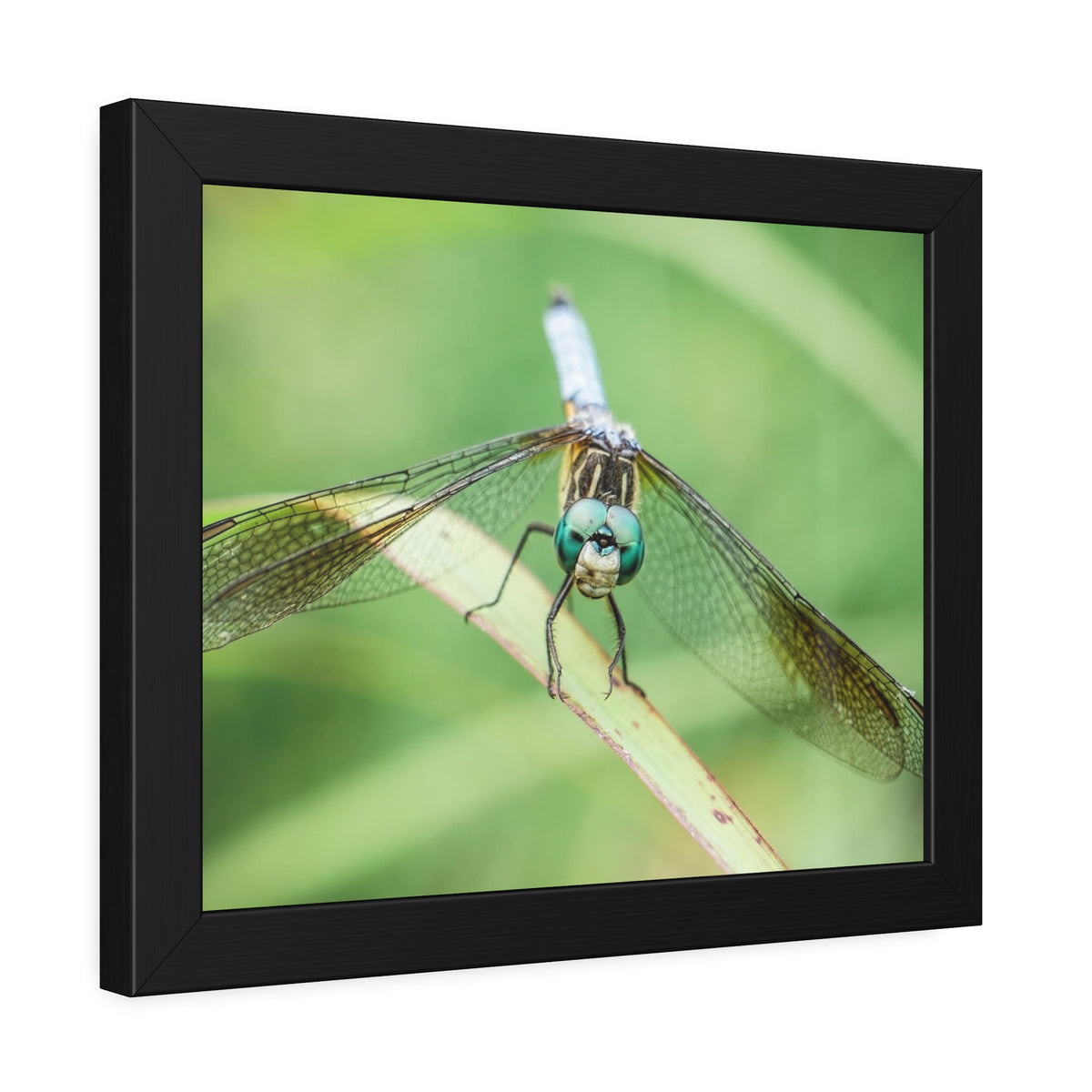 Macro Dragonfly Eyes Framed Print | Nature Photography