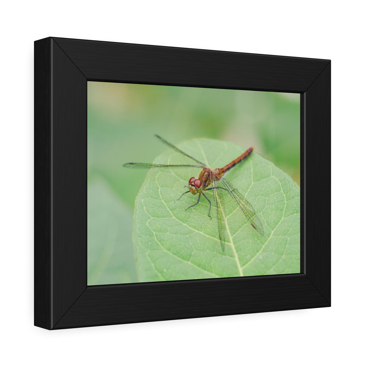 Dragonfly Poses on Leaf Framed Print | Nature Photography