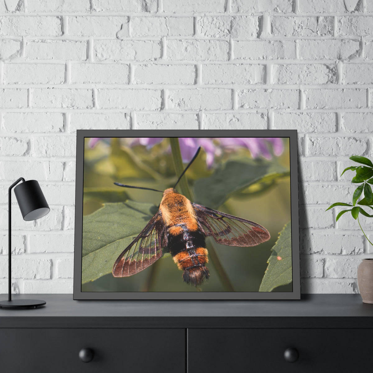 Sleeping Hummingbird Moth Framed Print | Nature Photography