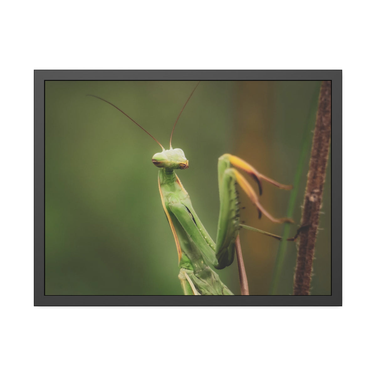 Majestic Mantis Framed Print | Nature Photography