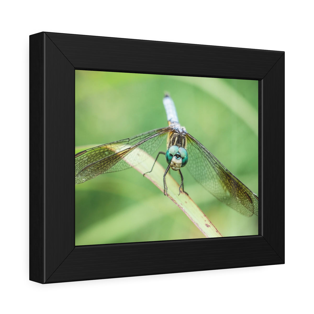 Macro Dragonfly Eyes Framed Print | Nature Photography