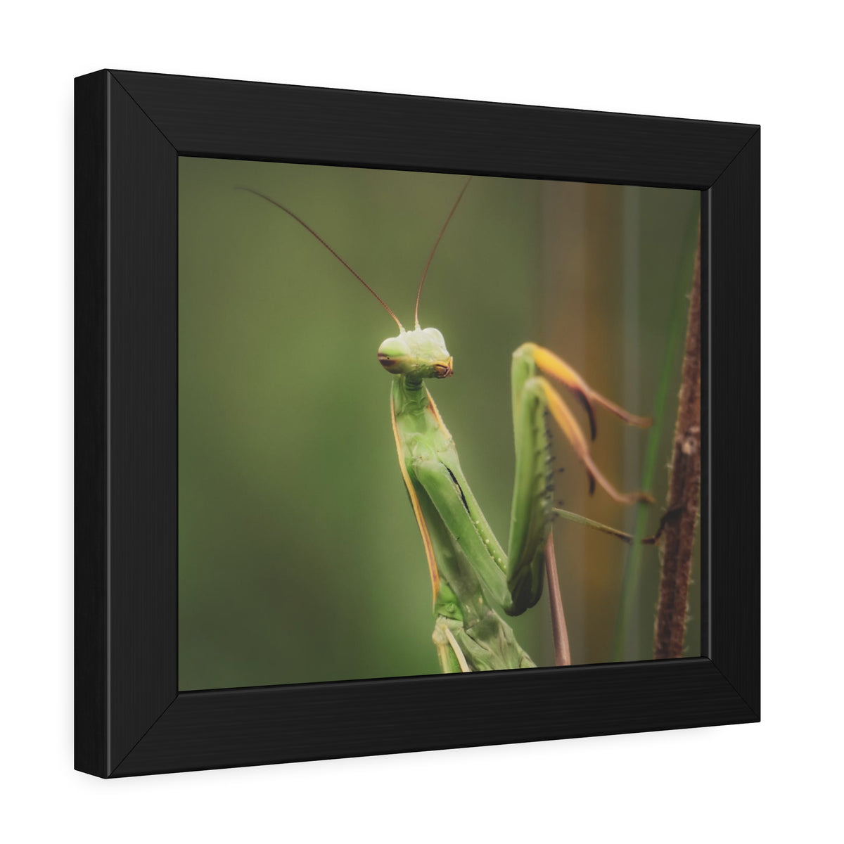 Majestic Mantis Framed Print | Nature Photography
