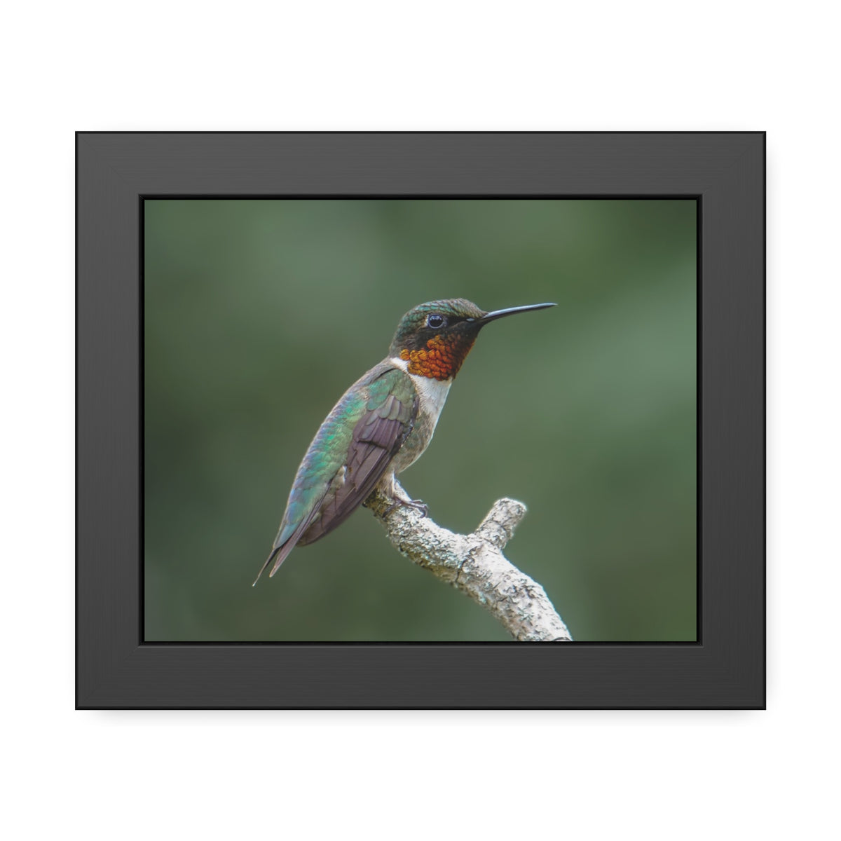 Ruby-Throated Hummingbird Framed Print | Nature Photography