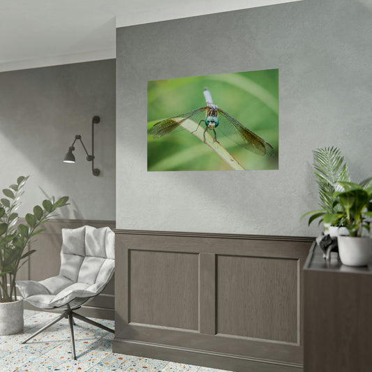 Macro Dragonfly Eyes Fine Art Print