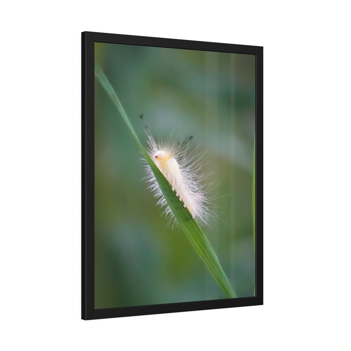 Fuzzy Feets Caterpillar Framed Print | Nature Photography