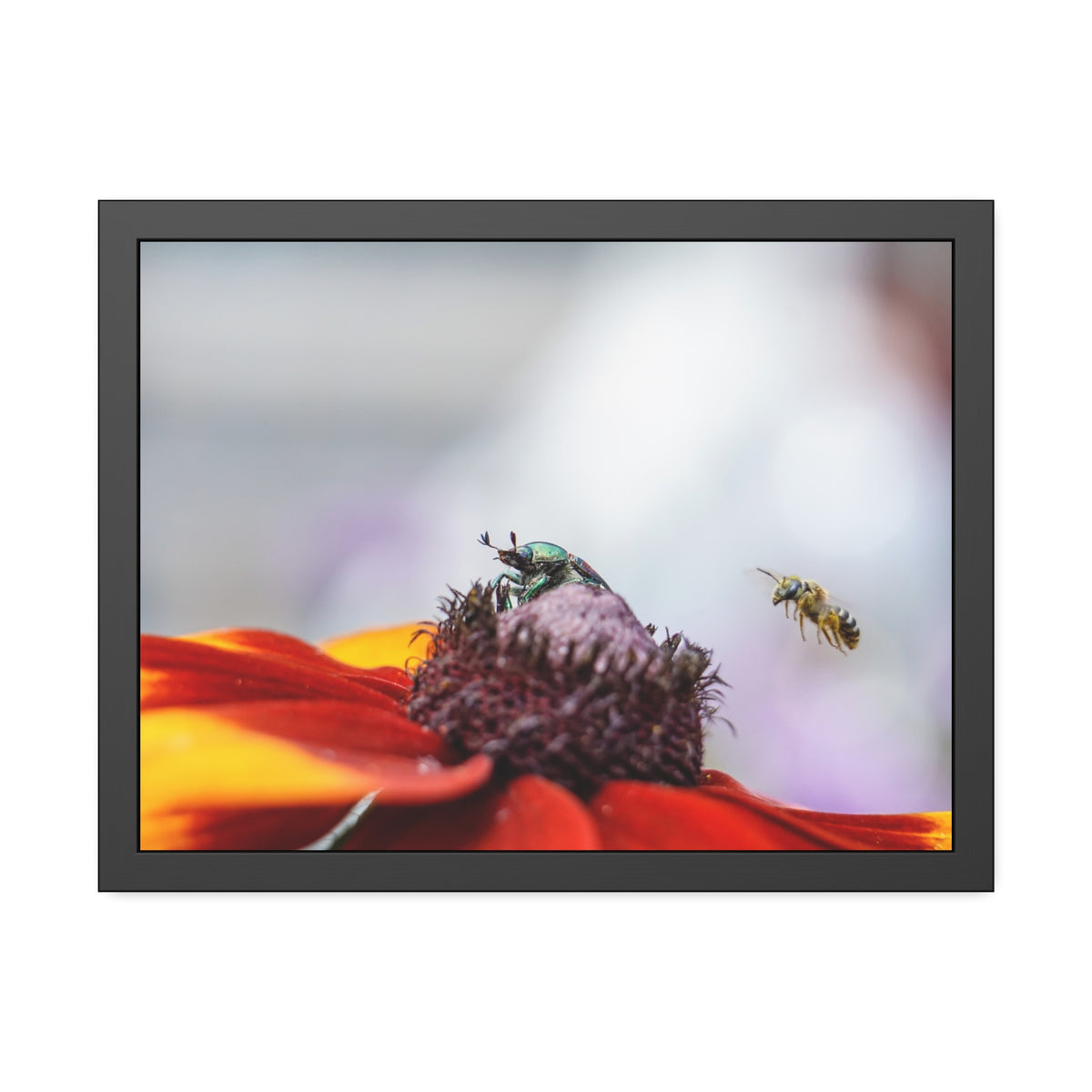 Japanese Beetle and Honey Bee Framed Print | Nature Photography