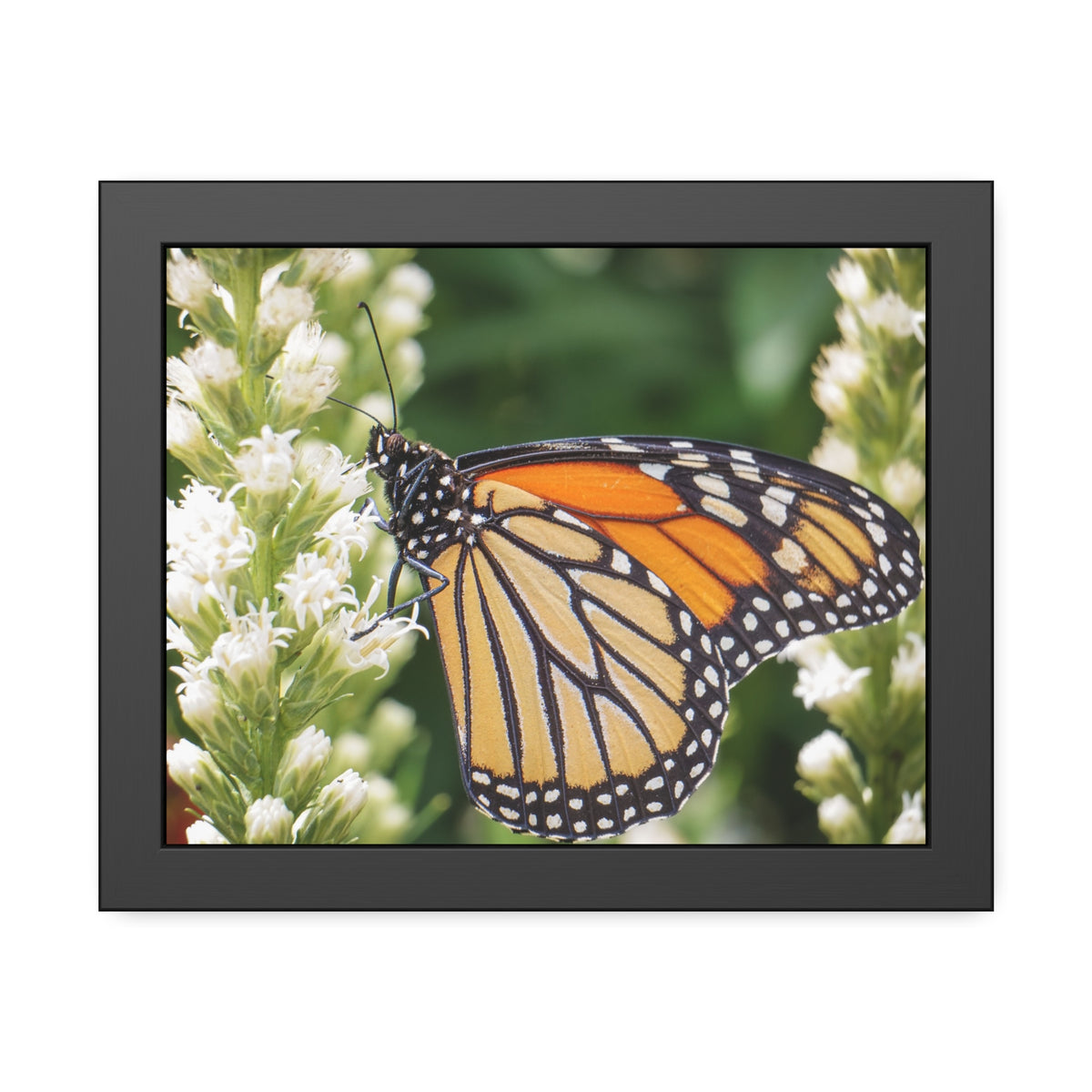Monarch Butterfly in Garden Framed Print | Nature Photography