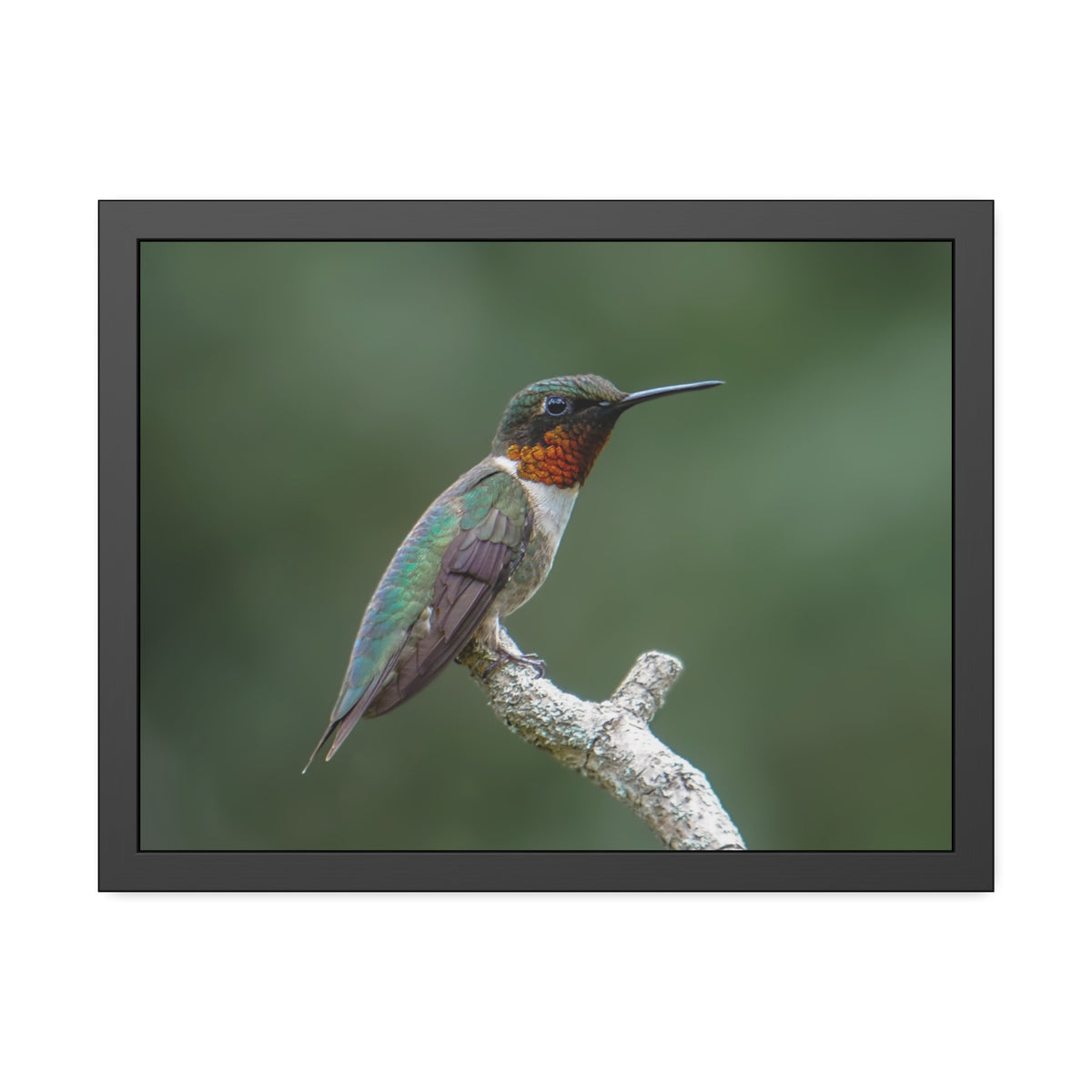 Ruby-Throated Hummingbird Framed Print | Nature Photography