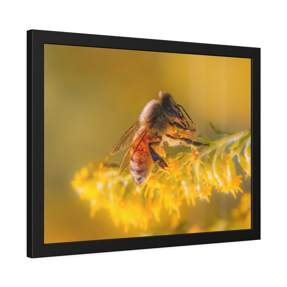 Golden Honey Bee Framed Print | Nature Photography