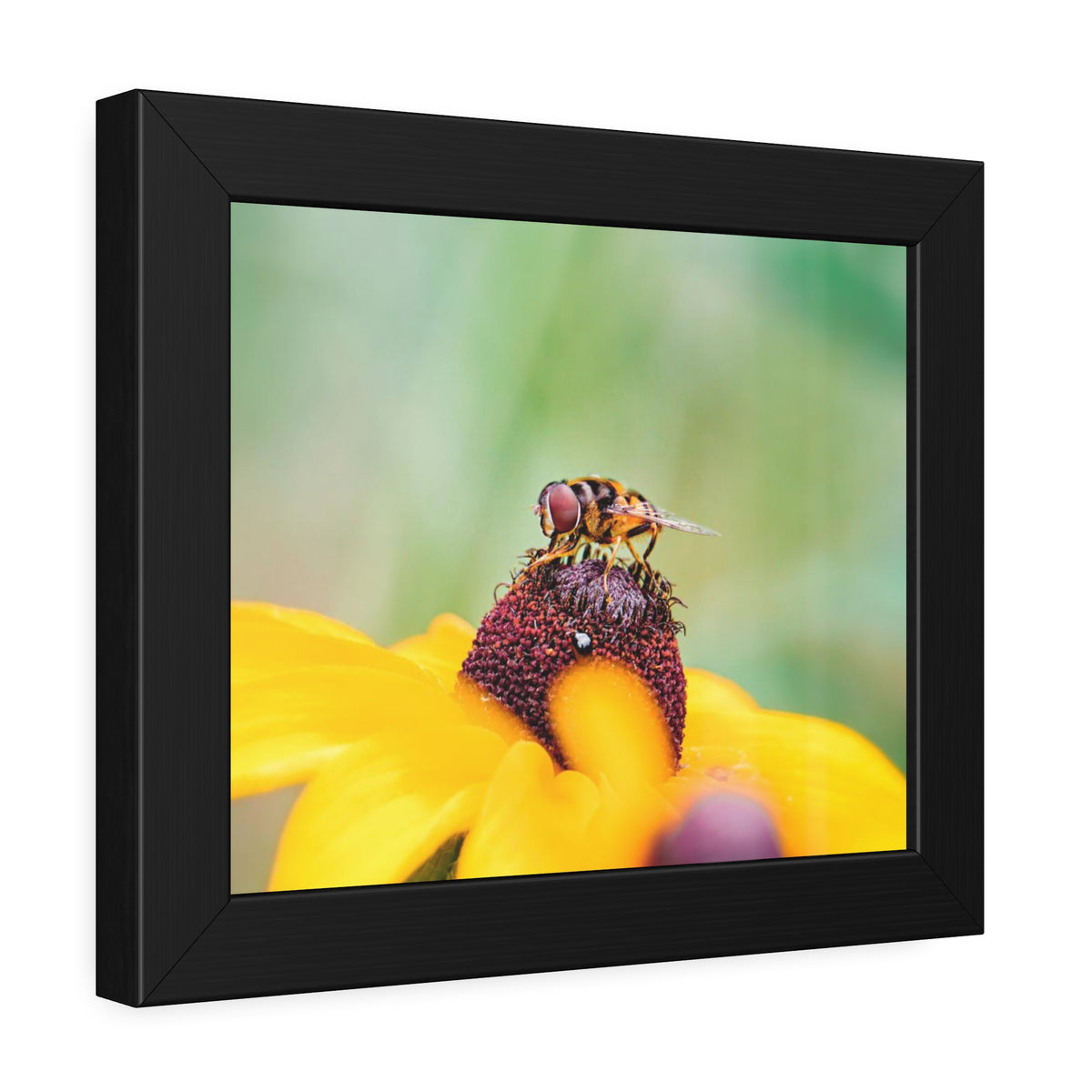 Flower Fly on Black-Eyed Susan Framed Print | Nature Photography