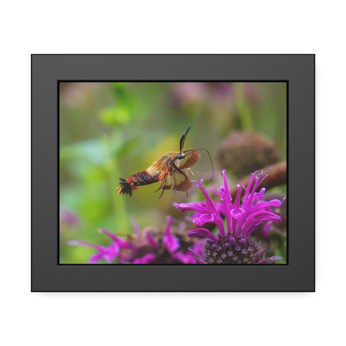 Hummingbird Moth In Flight Framed Print | Nature Photography