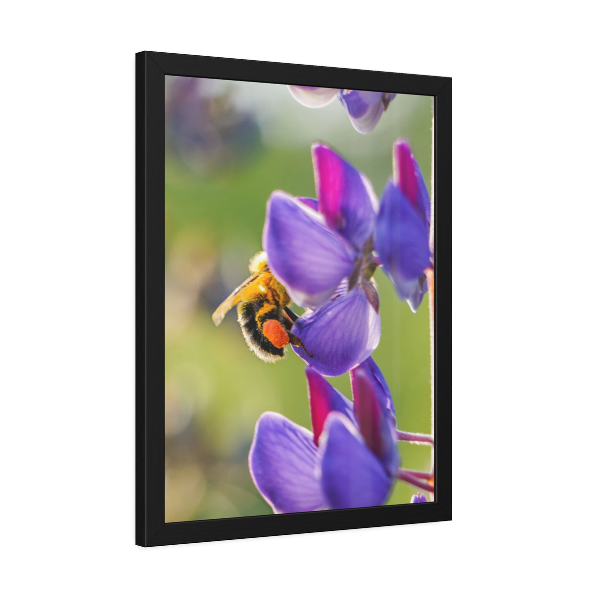 Bumble Bee Pollinates Lupine Flowers Framed Print | Nature Photography