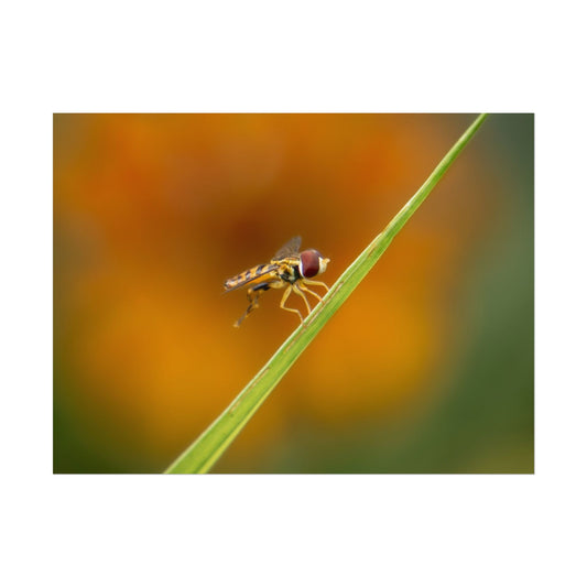 Flower Fly Super Macro Fine Art Print | Macro Bugs