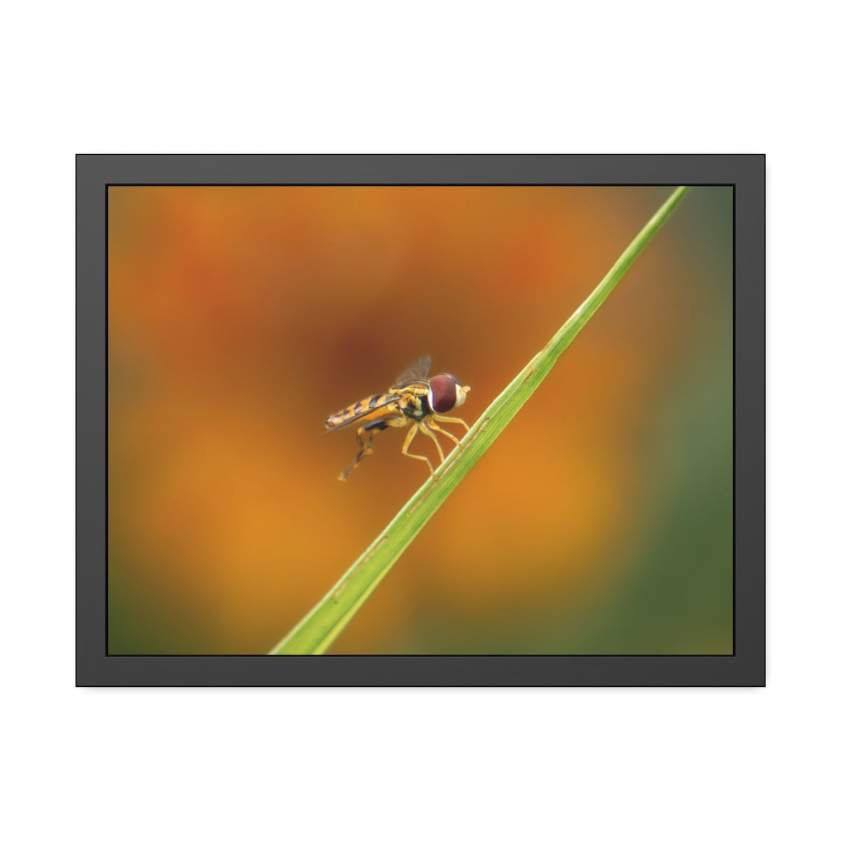 Flower Fly Super Macro Framed Print | Nature Photography
