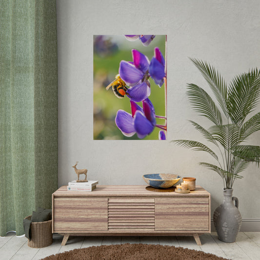 Bumble Bee Pollinates Lupine Flowers Fine Art Print