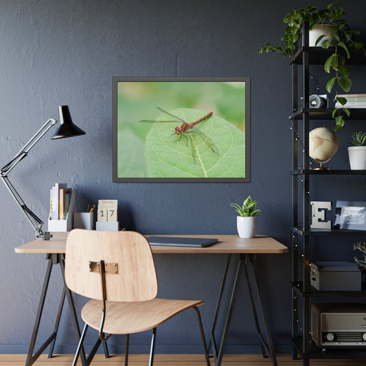 Dragonfly Poses on Leaf Framed Print | Nature Photography