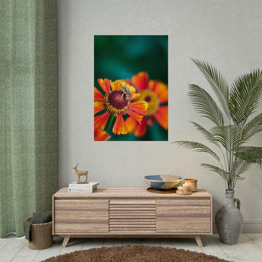 Fashionable Sweat Bee Fine Art Print