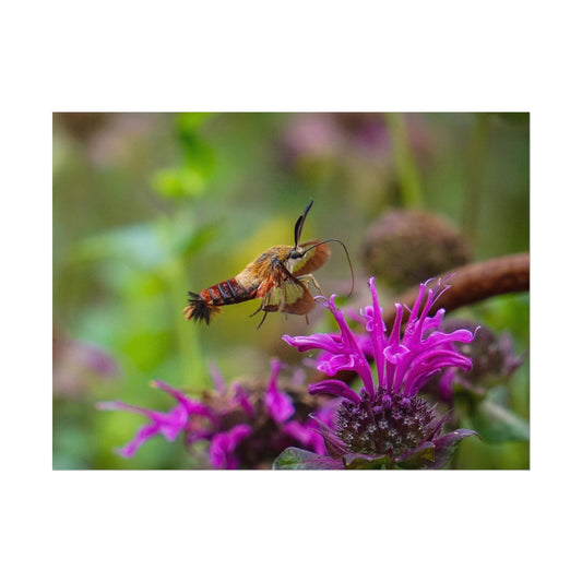Hummingbird Moth In Flight Fine Art Print | Macro Bugs