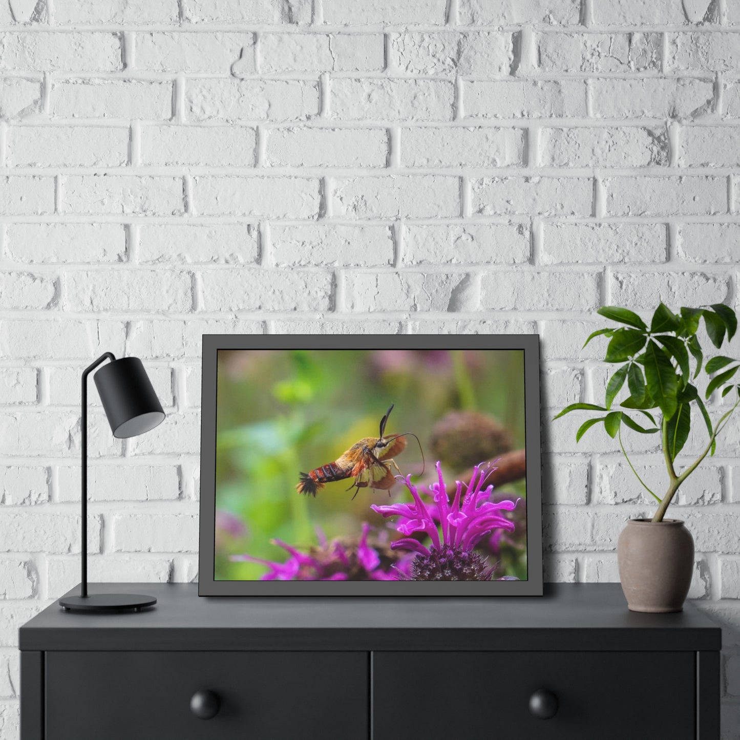 Hummingbird Moth In Flight Framed Print | Nature Photography